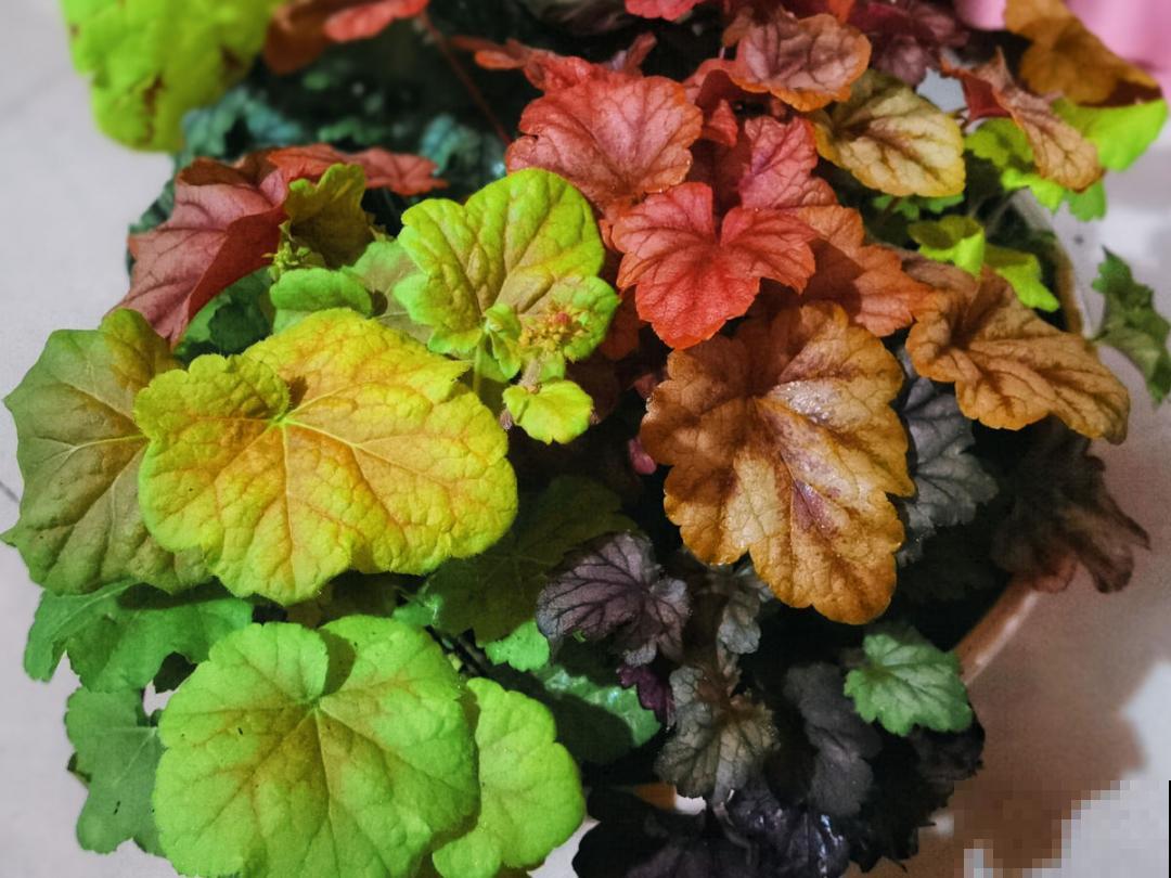 家里别只养绿萝,15种精致耐阴花,光照不好也能长很美 家里别只养绿萝,15种精致耐阴花,光照不好也能长很美