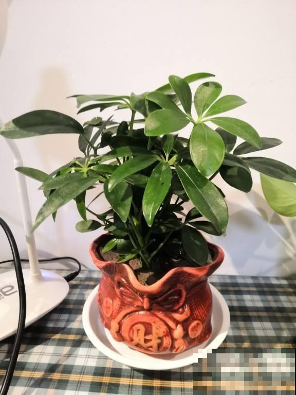 新手看过来，老手不要进！绿植浇水术语和方法，你能懂几个？