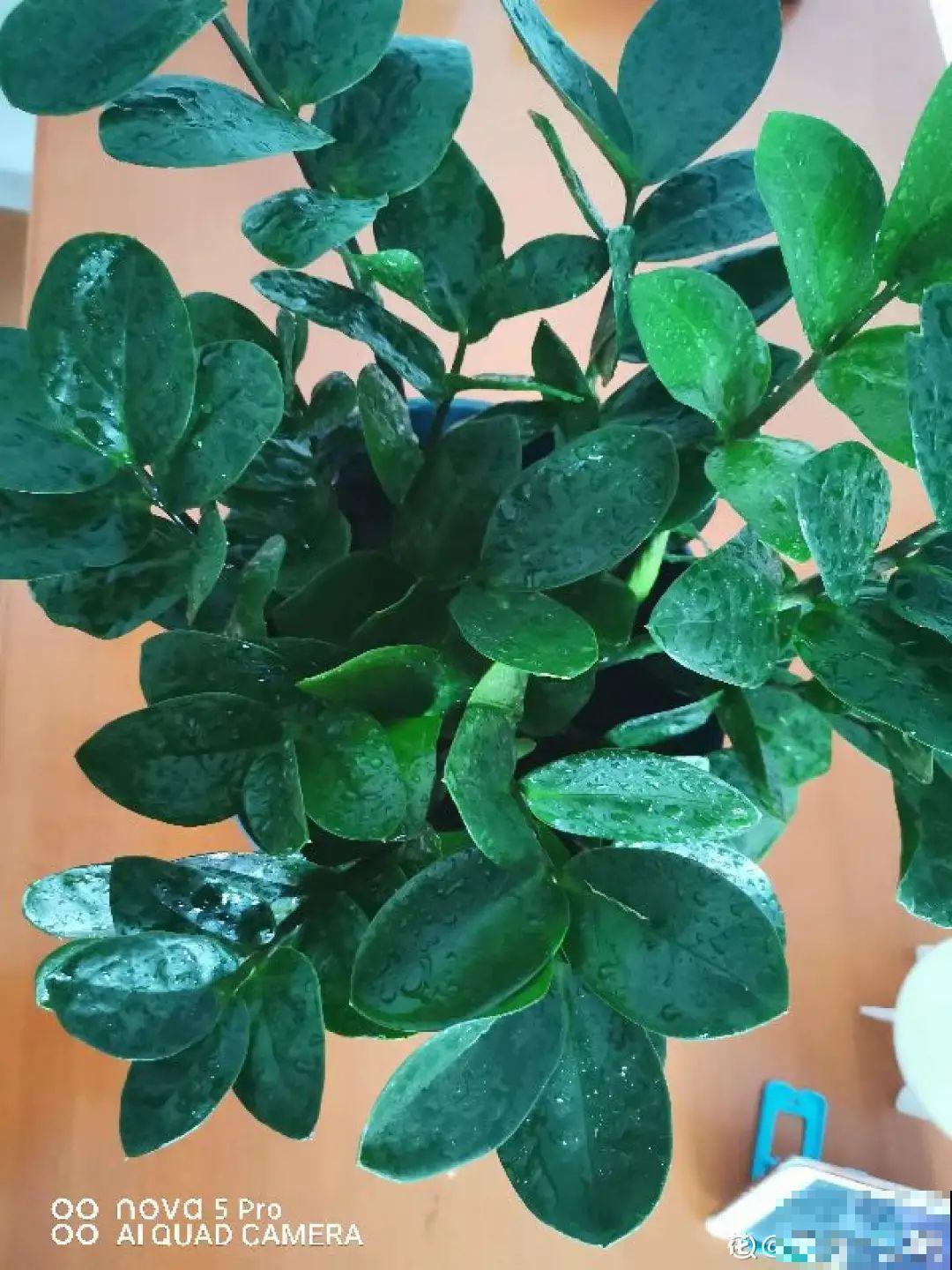 虎皮兰浅盆养，小芽嗖嗖冒，满盆都是新芽