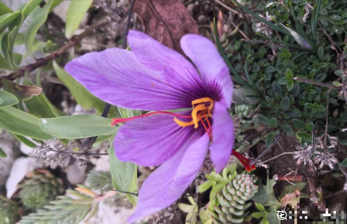 养花7年，居然找到了植物的“财富密码”，4种花“越养越赚钱”