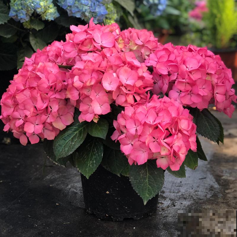 好不容易长出花苞，居然“消苞”了，太心疼