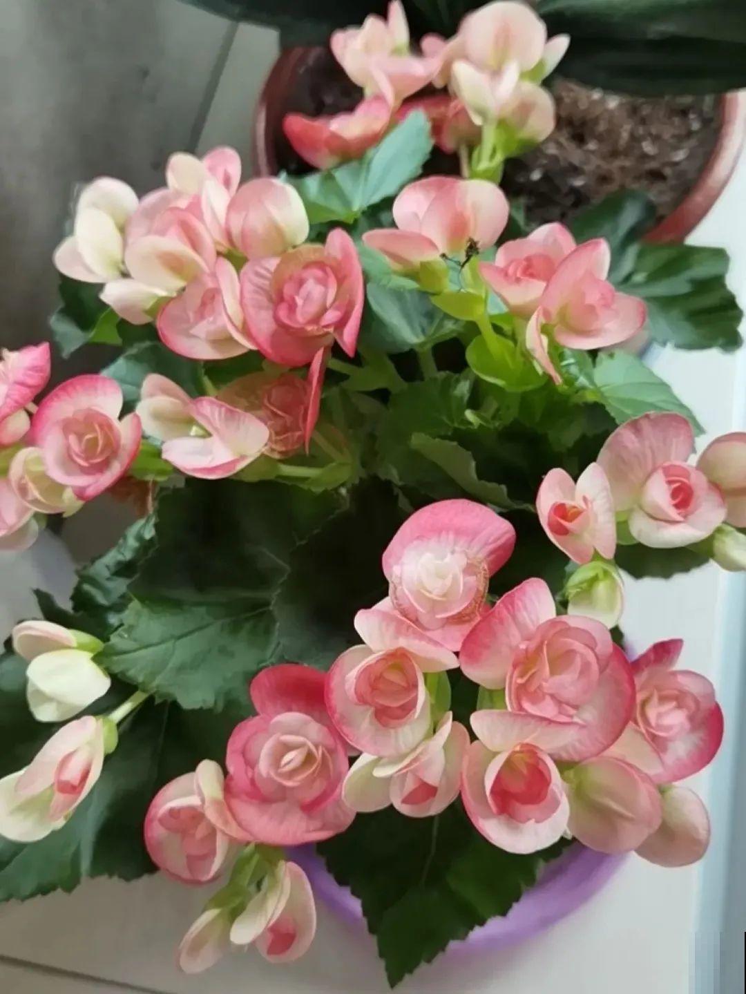 现在给花剪一刀,剪成一个“小平头”,呼呼冒芽爆盆 现在给花剪一刀,剪成一个“小平头”,呼呼冒芽爆盆