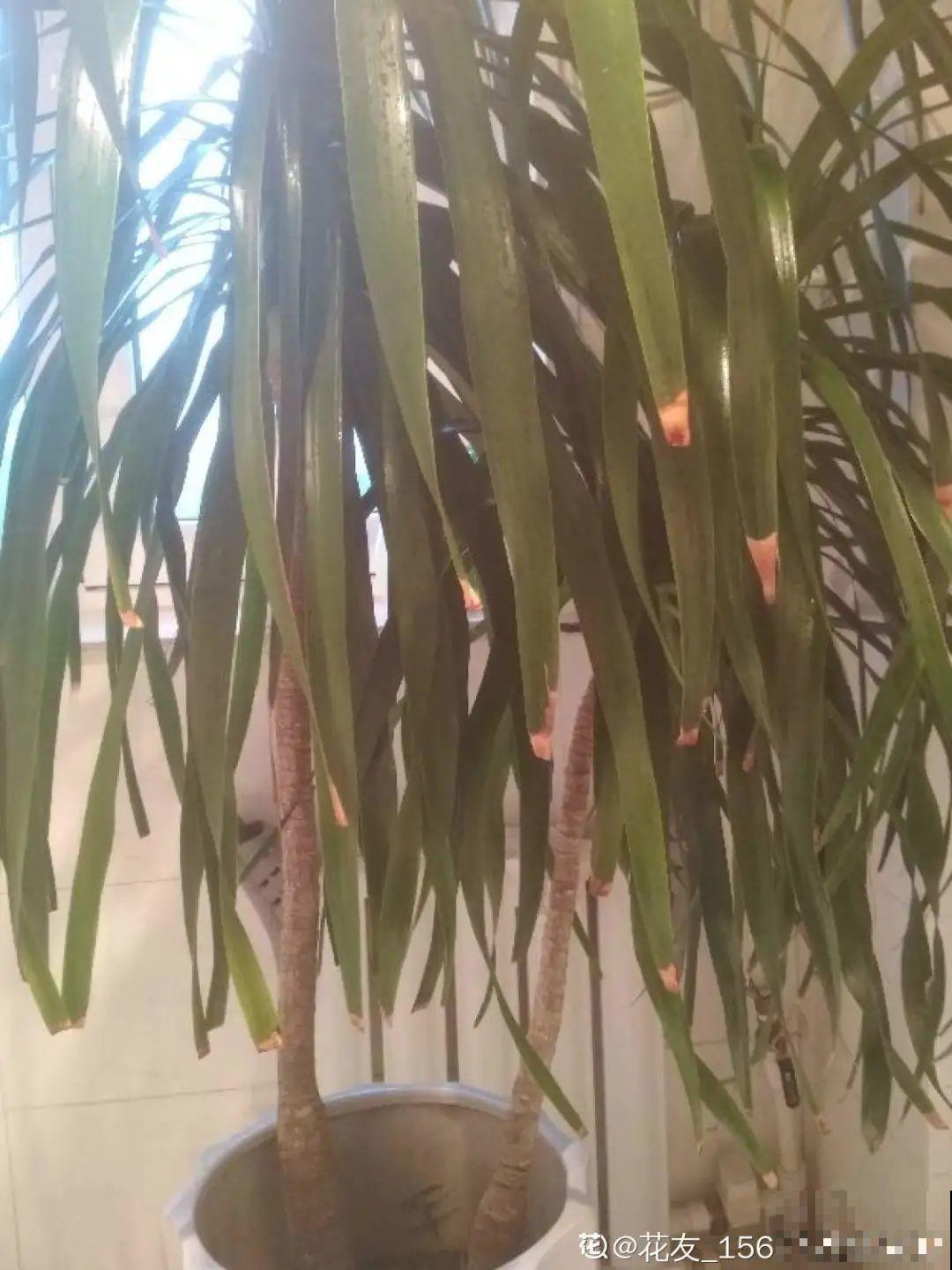 6种花夏天难养，贴土面砍一刀，新芽呼呼冒