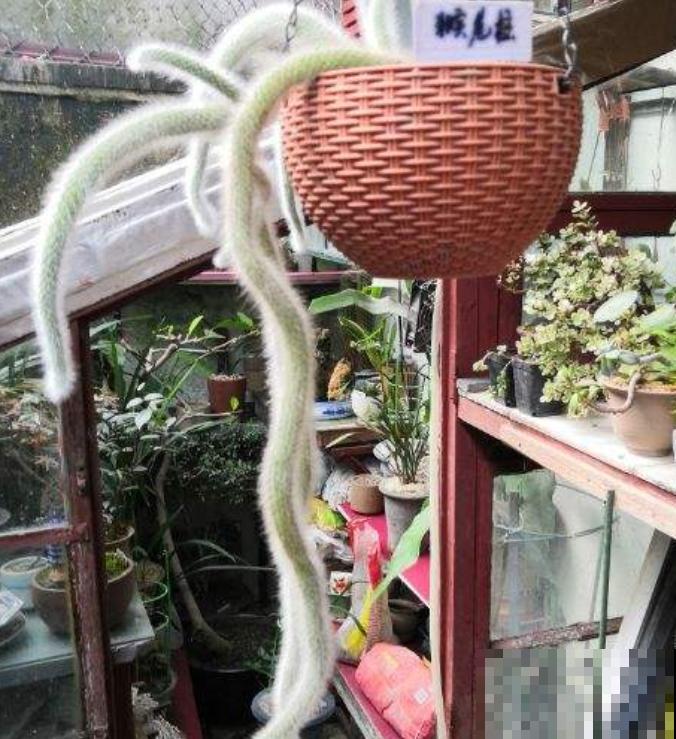 3种花天生可爱,有趣的人都爱养,满盆都是小动物 3种花天生可爱,有趣的人都爱养,满盆都是小动物