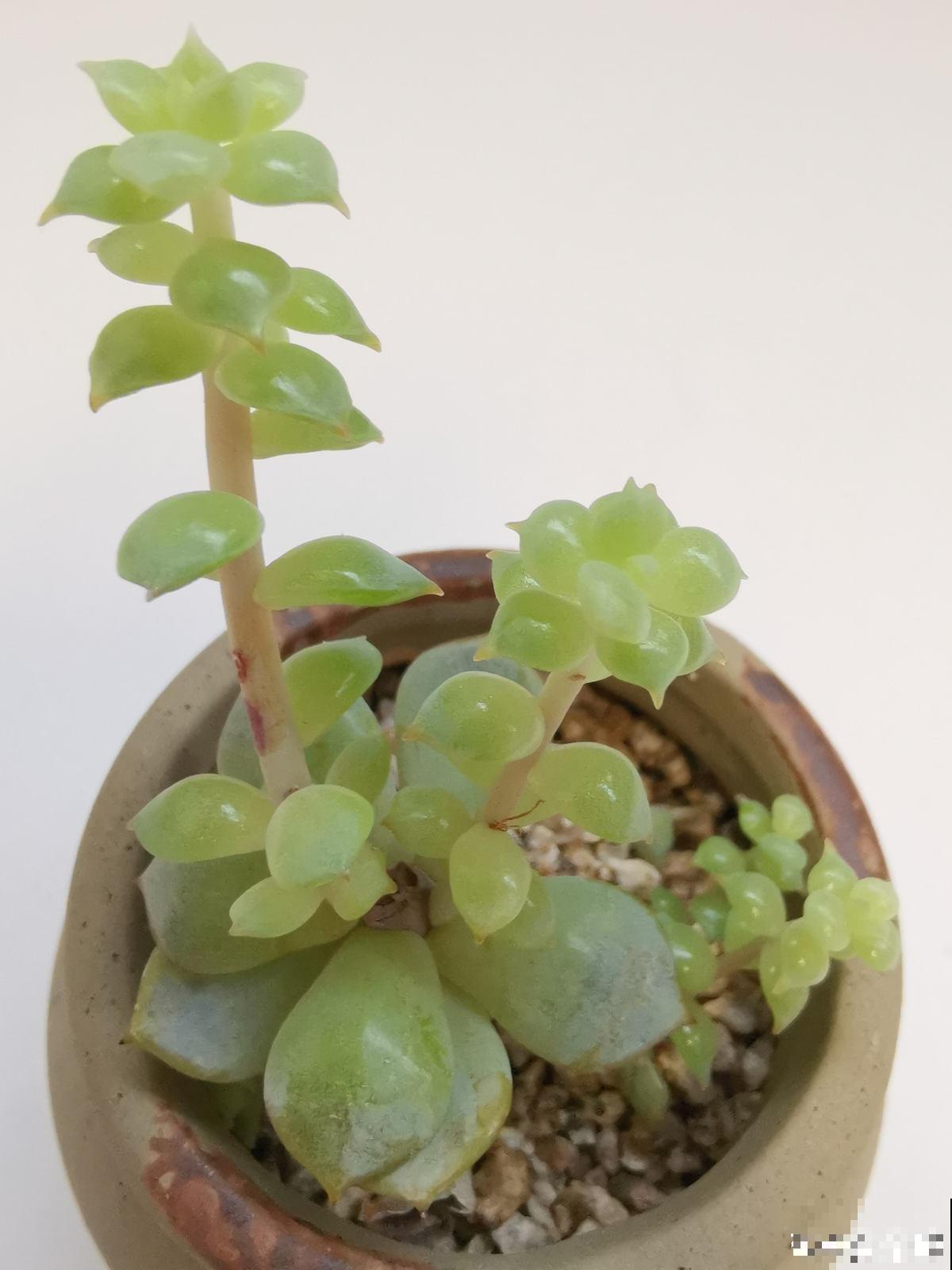 现在养多肉要注意4要点,别让多肉熬过夏天,却死在秋天 现在养多肉要注意4要点,别让多肉熬过夏天,却死在秋天