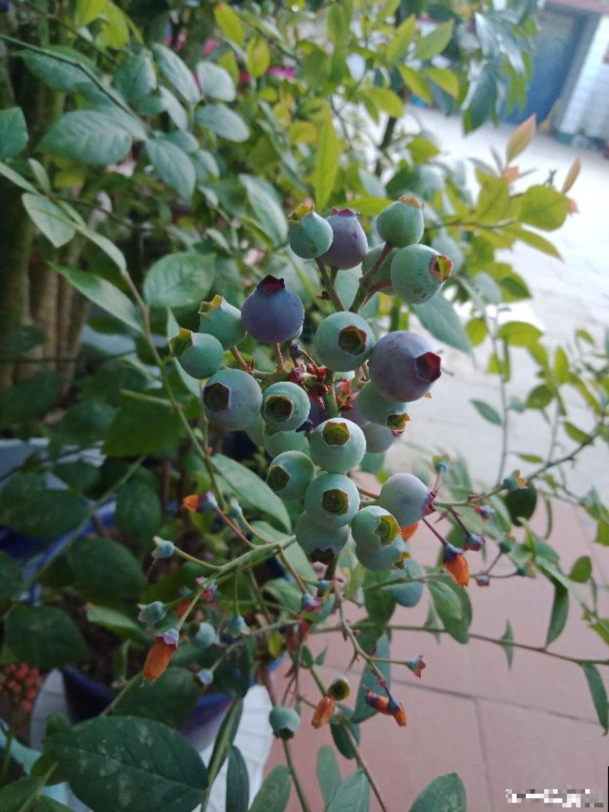 告别超市蓝莓，种一棵盆栽蓝莓，在家也能免费吃