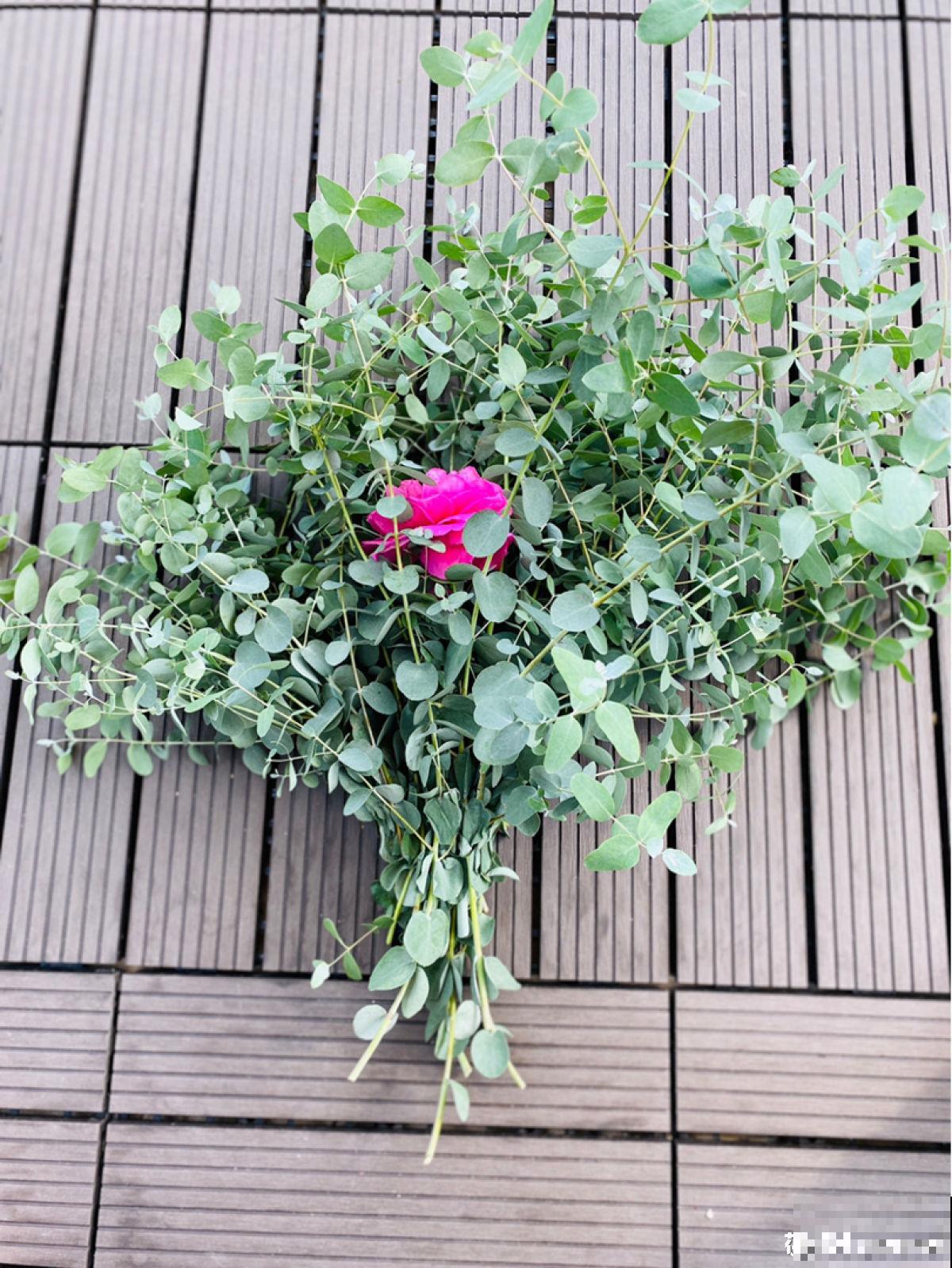 夏天新宠尤加利，养护花样多，土培水培两不误