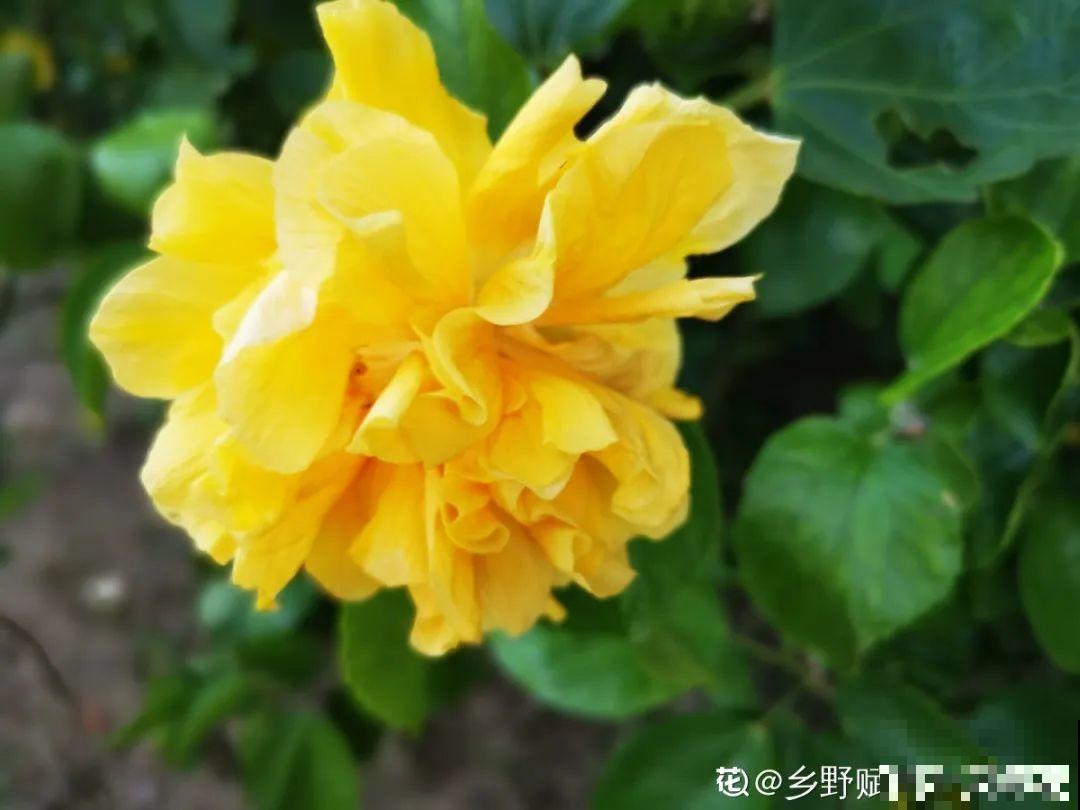 最爱淋雨的花,下雨天搬出去,长得更好 最爱淋雨的花,下雨天搬出去,长得更好