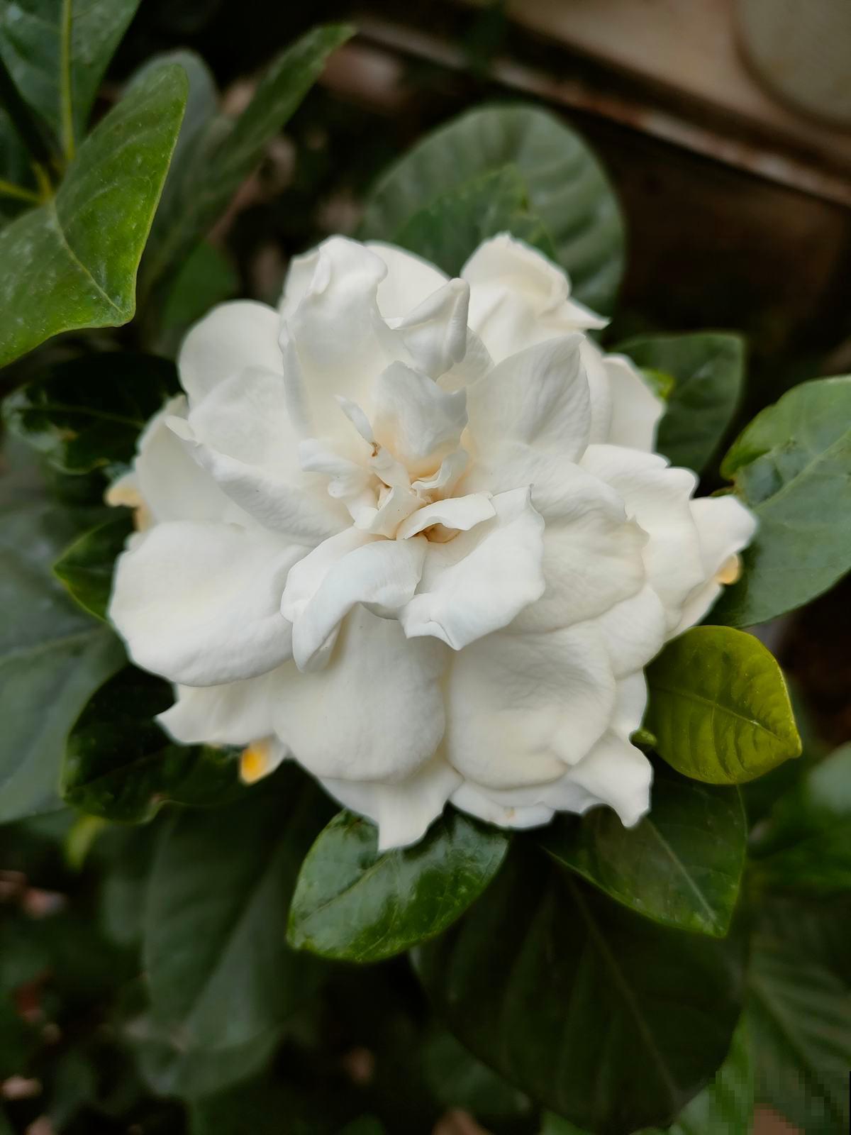 栀子花怎么养及注意事项