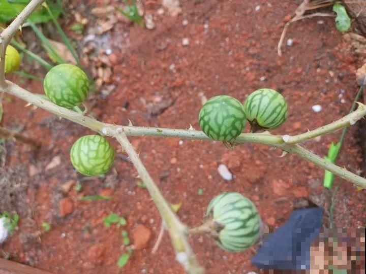 家门口长出这10种草,赶紧拔掉,不然会惹麻烦 家门口长出这10种草,赶紧拔掉,不然会惹麻烦