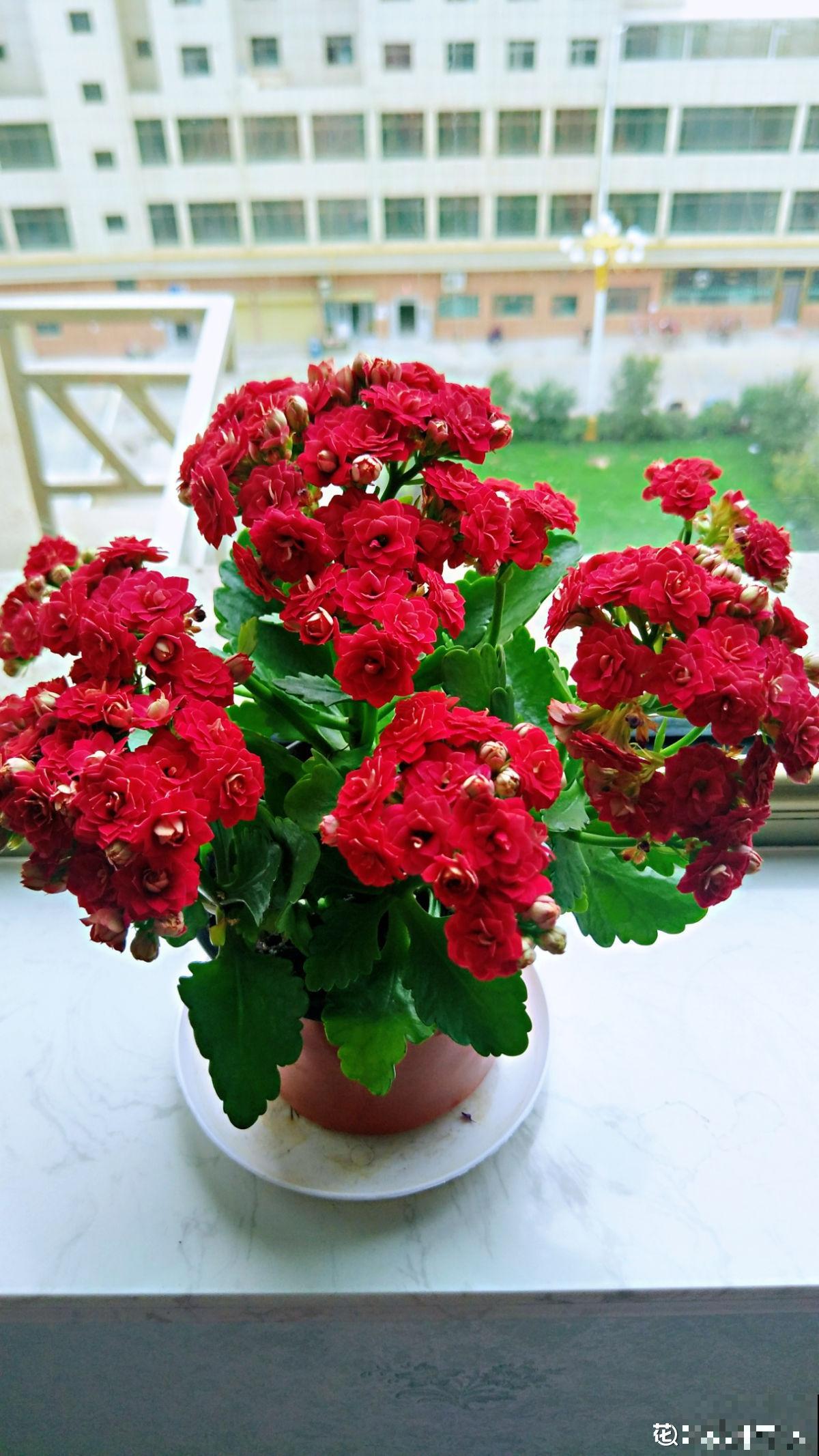 6步养好长寿花,花期超长还能健康长寿 6步养好长寿花,花期超长还能健康长寿