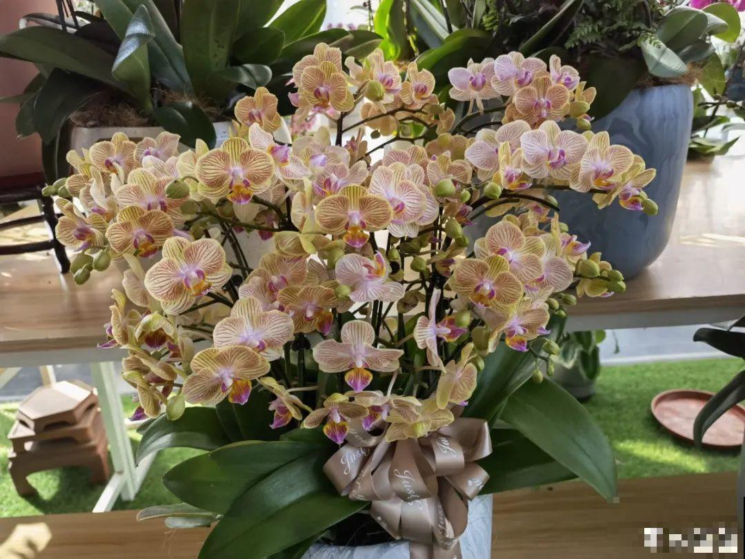 警惕秋老虎，别让你的花，度过夏天，却死在秋天