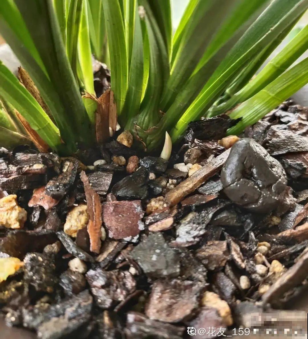 平时的“贵货花”,路边扔了一卡车,赶紧捡回家 平时的“贵货花”,路边扔了一卡车,赶紧捡回家