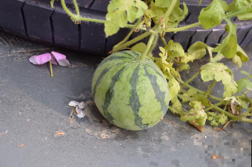 买西瓜还只会敲？用这3种方法，挑走全场最甜西瓜