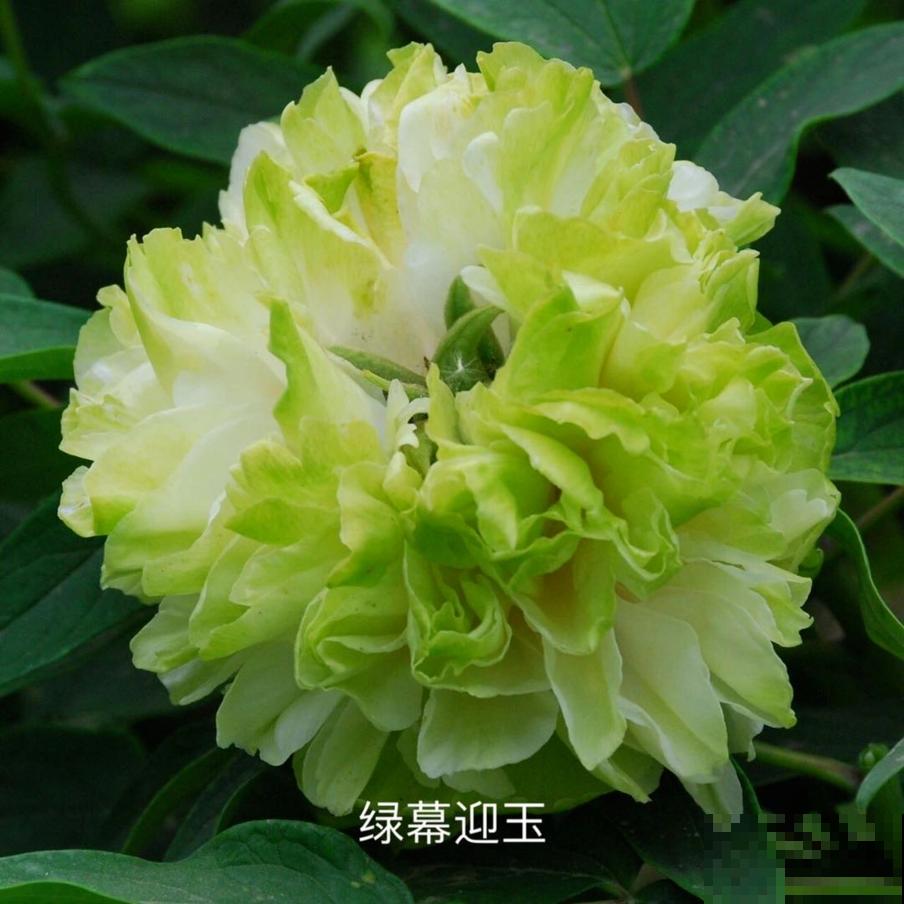 中国人最爱养的花，富贵又大气，养大门口特有面子！