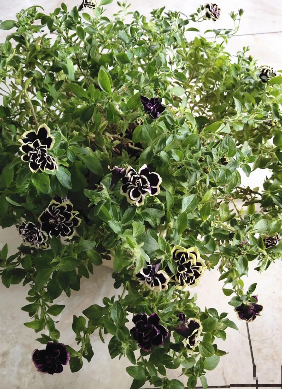 现在给花剪一刀,剪成一个“小平头”,呼呼冒芽爆盆 现在给花剪一刀,剪成一个“小平头”,呼呼冒芽爆盆