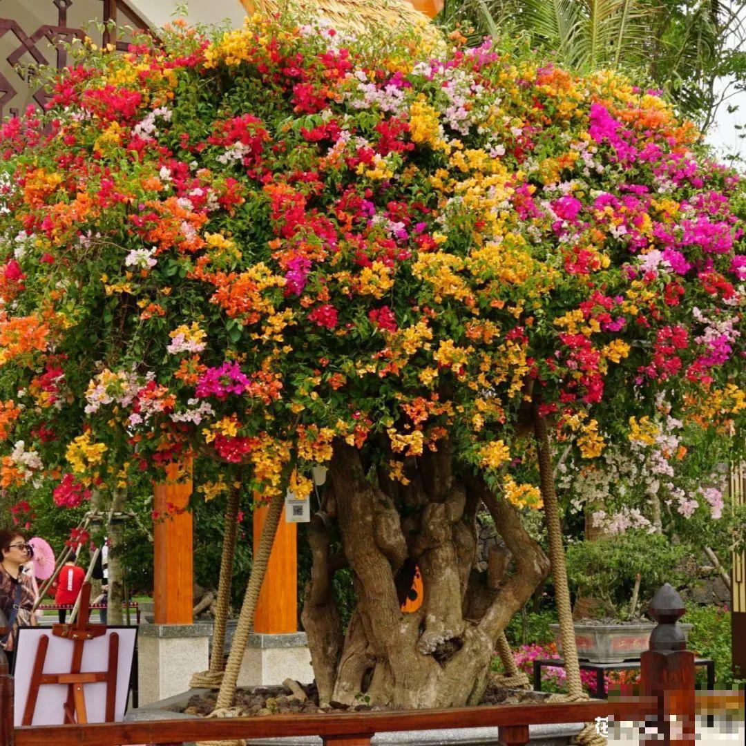 养了30年的玉树,扦插开出9色花,快来沾沾喜气 养了30年的玉树,扦插开出9色花,快来沾沾喜气