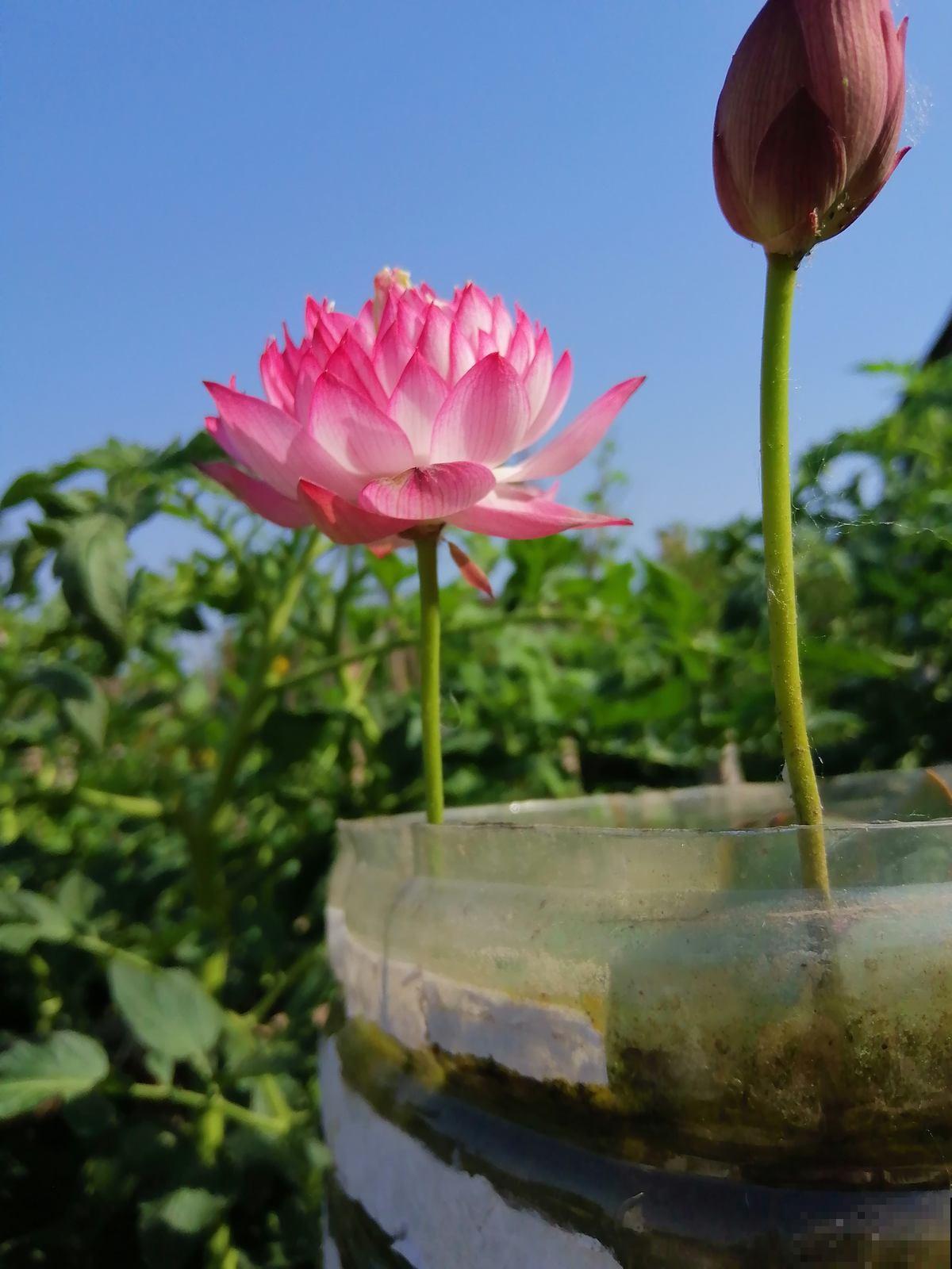 碗莲为什么不开花？基本是这4个原因，都进来看看吧！