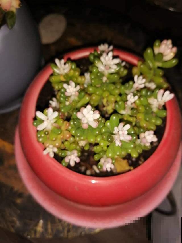 想在夏天养多肉?看看这5种,放在阳台无压力 想在夏天养多肉?看看这5种,放在阳台无压力