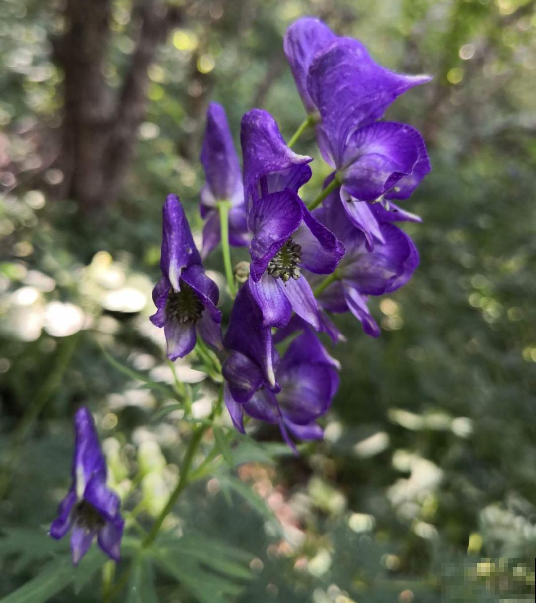 家门口长出这10种草,赶紧拔掉,不然会惹麻烦 家门口长出这10种草,赶紧拔掉,不然会惹麻烦