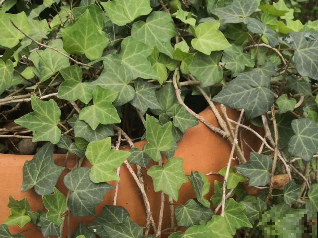 吊兰喝点淘米水，长成“爆炸头”，旺的不得了