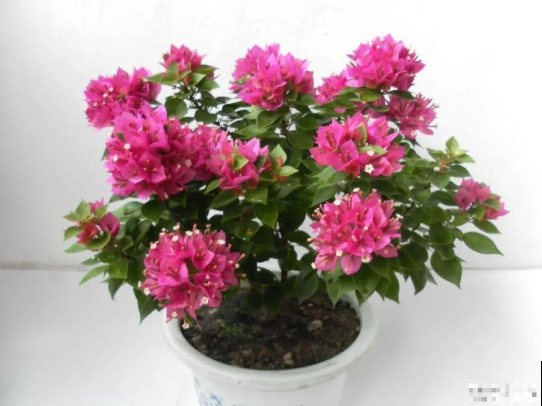 夏天养花，就怕乱浇水，千万不能积水