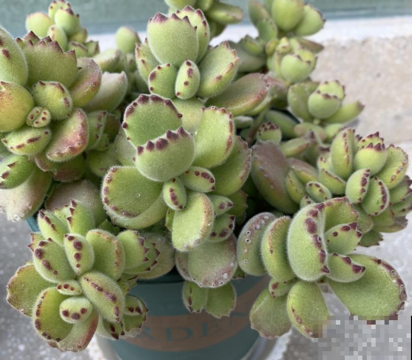 3种花天生可爱,有趣的人都爱养,满盆都是小动物 3种花天生可爱,有趣的人都爱养,满盆都是小动物