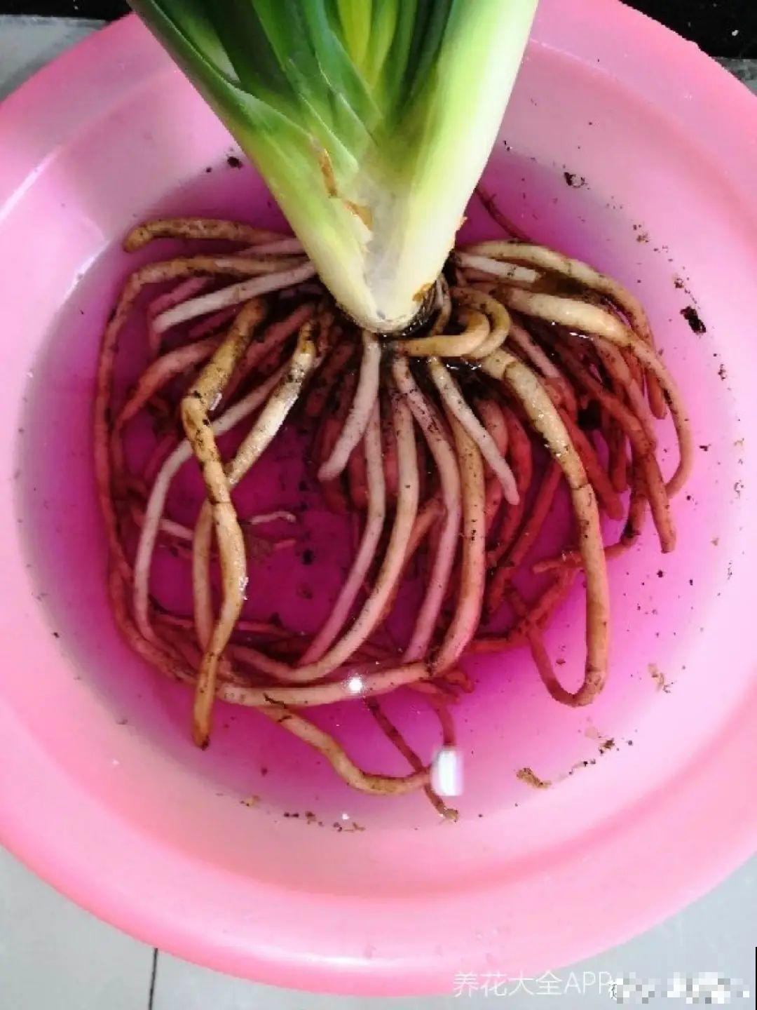 换盆时间到,换好后植物呼呼长,不换全年不开花 换盆时间到,换好后植物呼呼长,不换全年不开花