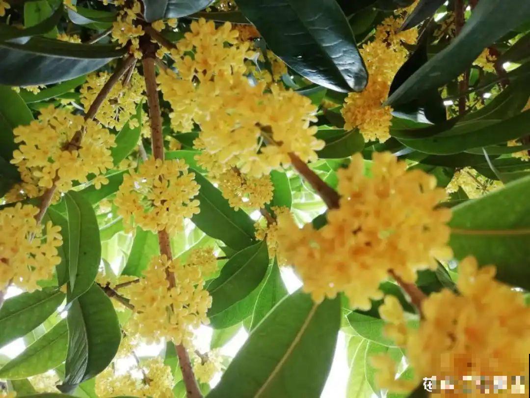 养花“黑名单”实在太难养，心累