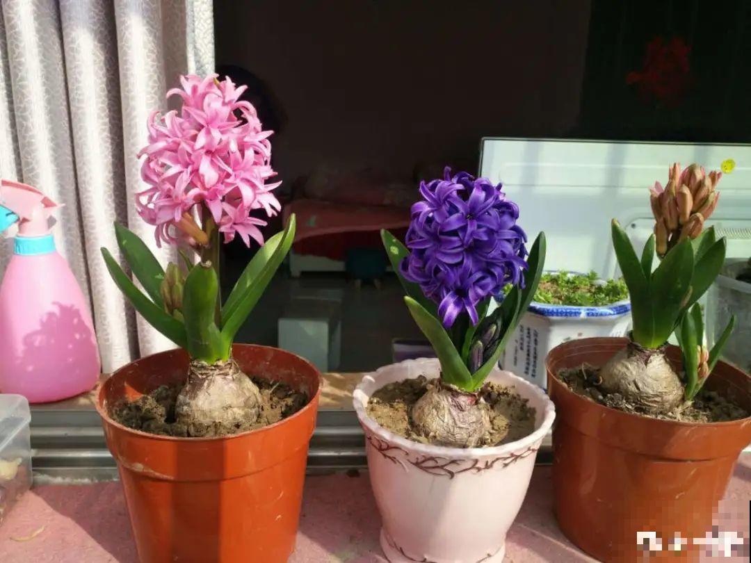 9种花,天热会“假死”,千万别丢了,秋天就苏醒 9种花,天热会“假死”,千万别丢了,秋天就苏醒