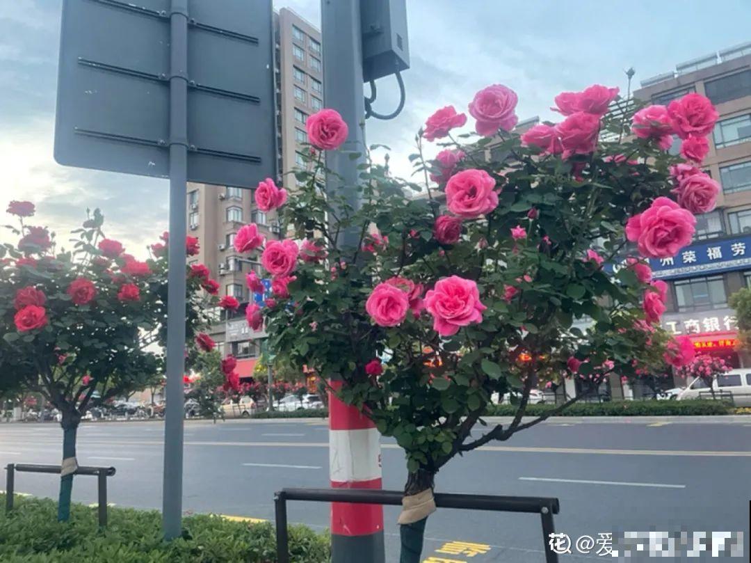 绿化带“壕”无人性，10万块的花堆一起，你认识几个？