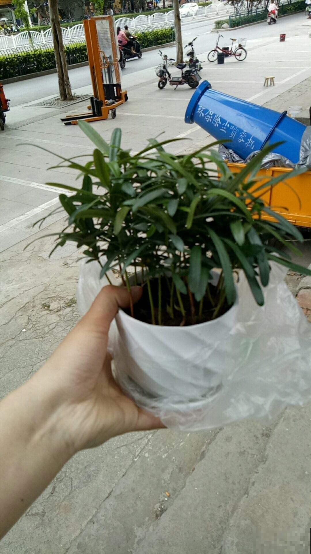 家家都有的罗汉松，这8点养殖条件，你做到了多少？