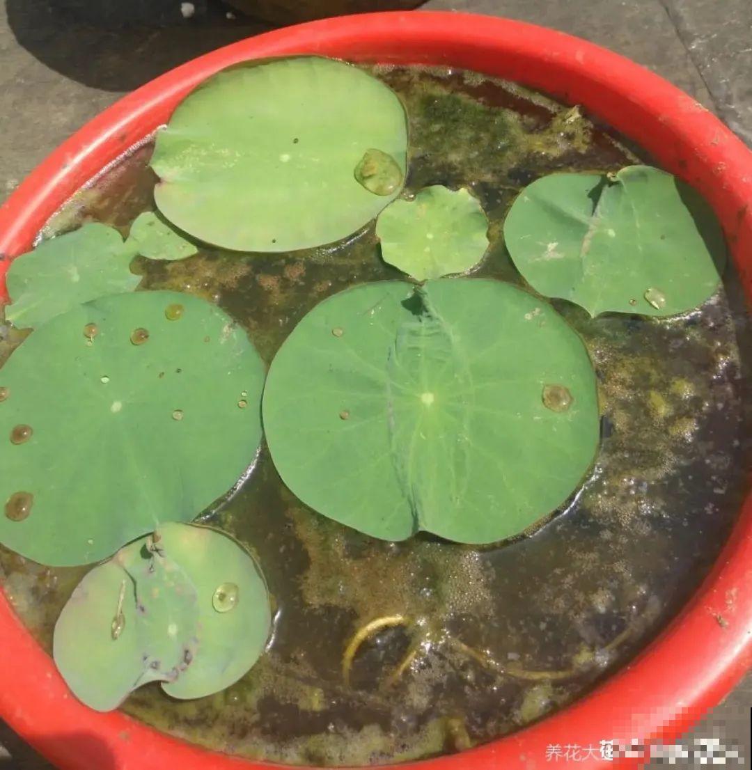 给花喂点小药片,植物开花多,越长越壮 给花喂点小药片,植物开花多,越长越壮