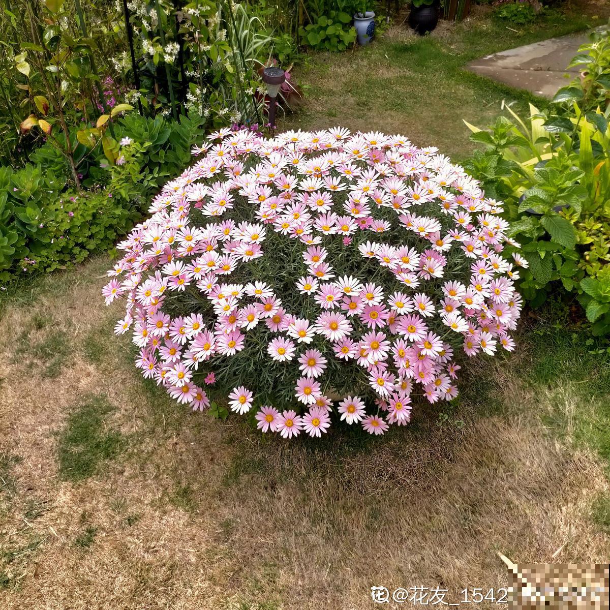 秋天是养草花的季节，12种草花现在播种，俩月就能开花
