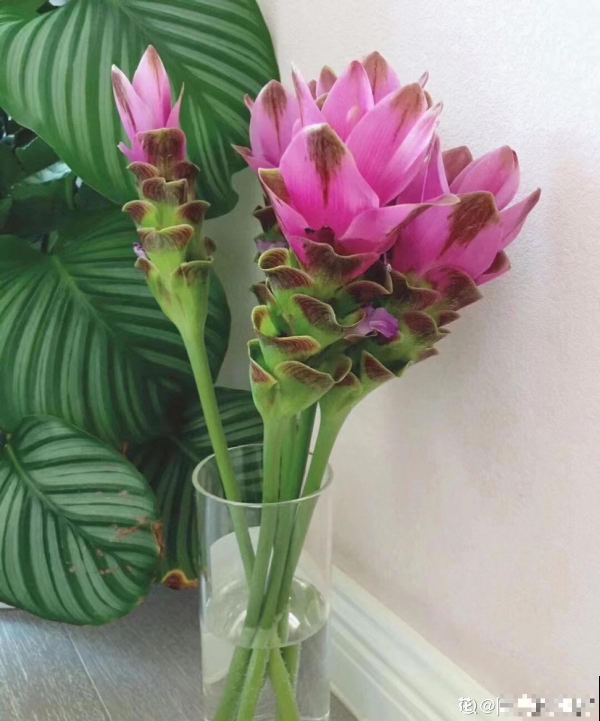 资深花友,还有什么是你没种过的?少见家养植物大曝光 资深花友,还有什么是你没种过的?少见家养植物大曝光