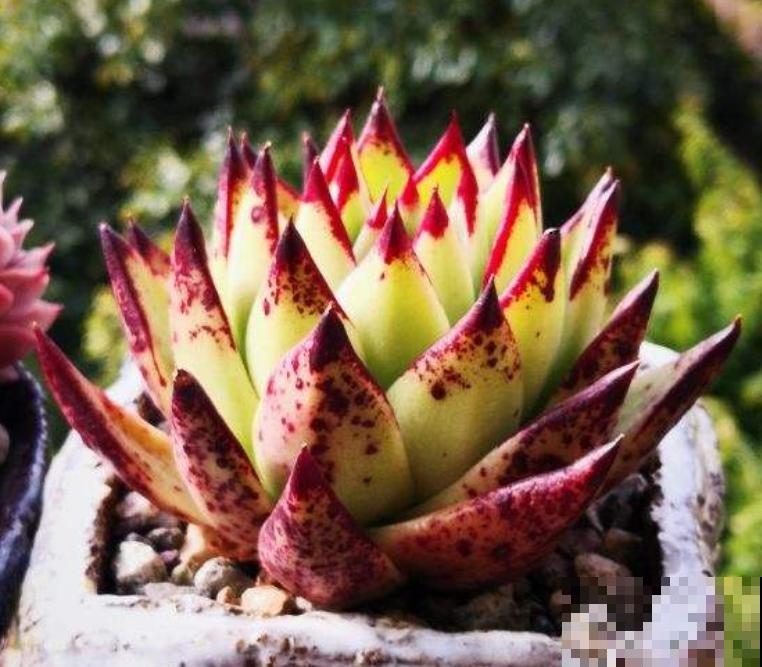 夏天不适合大量购买多肉,但这3种物件,缺一不可 夏天不适合大量购买多肉,但这3种物件,缺一不可