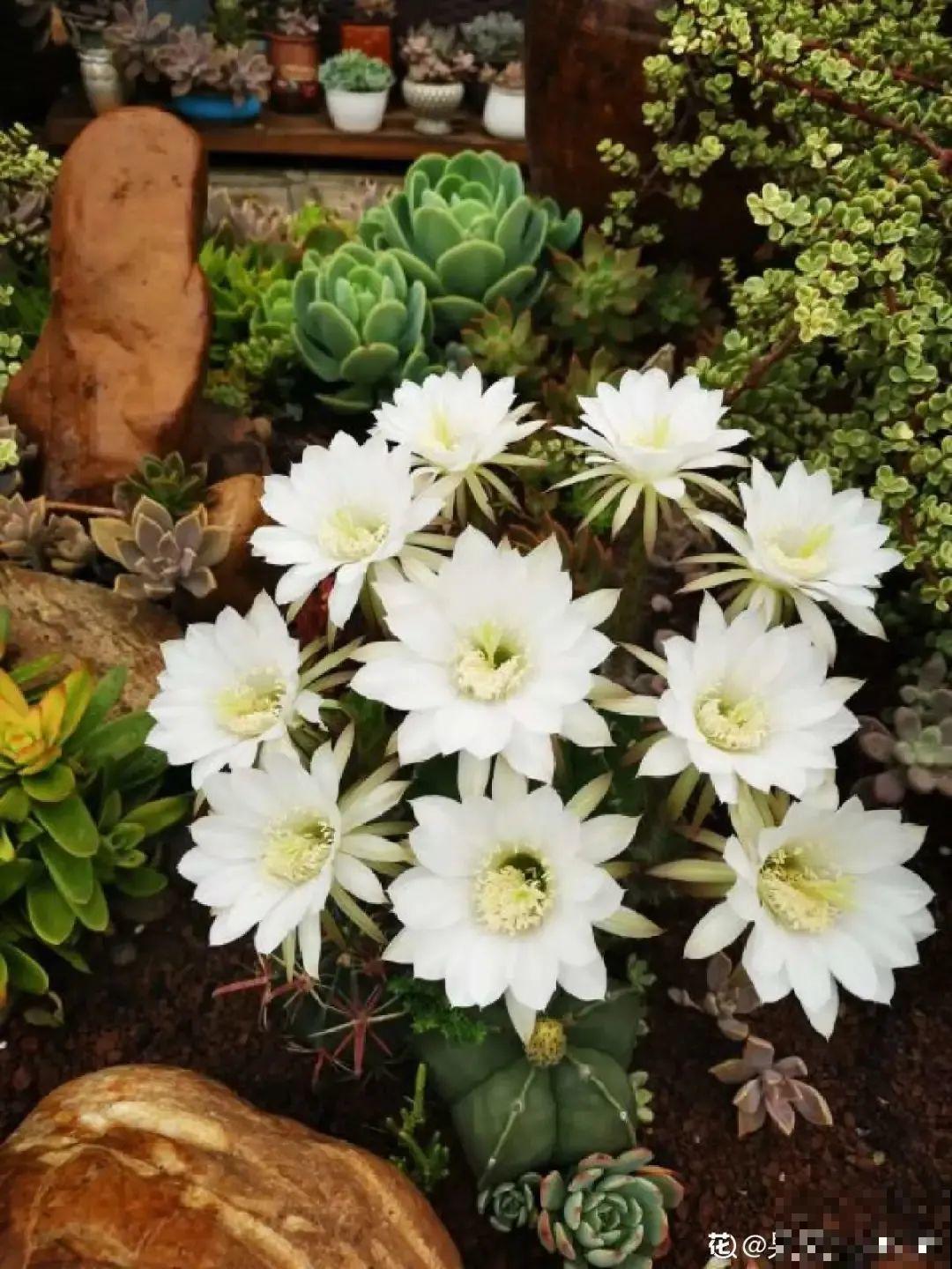 鲜艳多彩的彩草仙人球，开花特惊艳，像荷花一样美