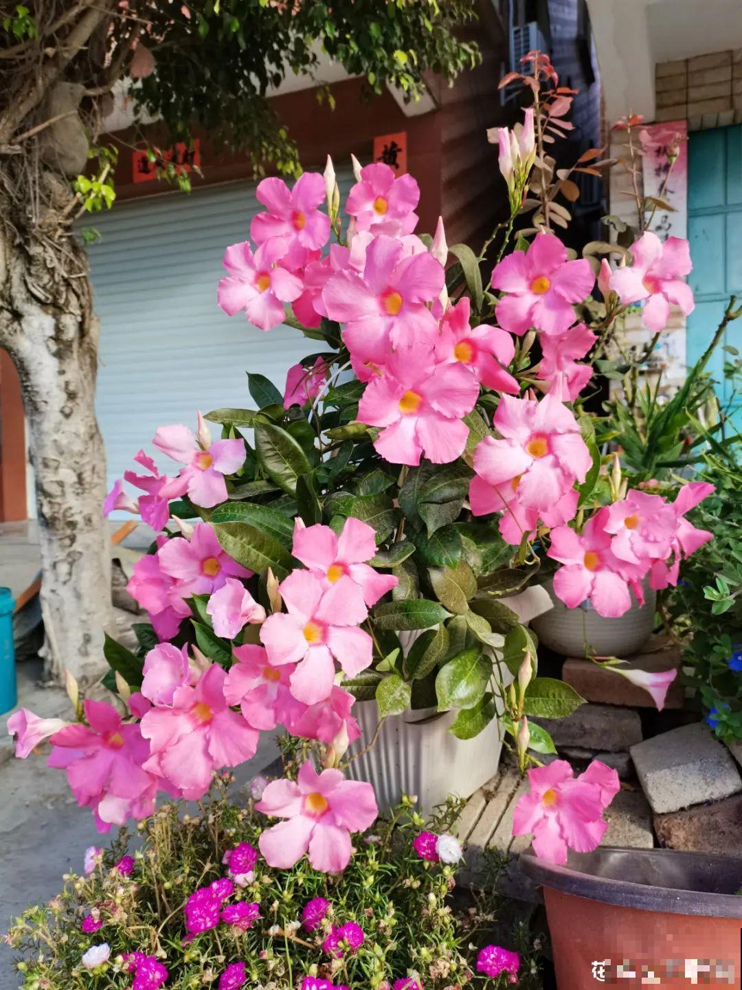 8种花，越热越扦插，大白根呼呼冒