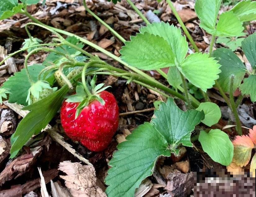 家中就能养的4种水果,好吃又好养,不用自己买水果了 家中就能养的4种水果,好吃又好养,不用自己买水果了