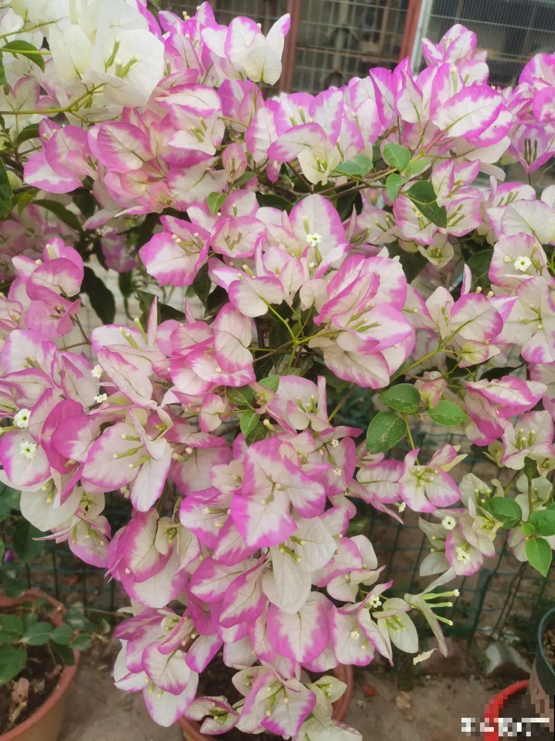 养花大神的爆花技巧，我给大家偷来了，赶紧学