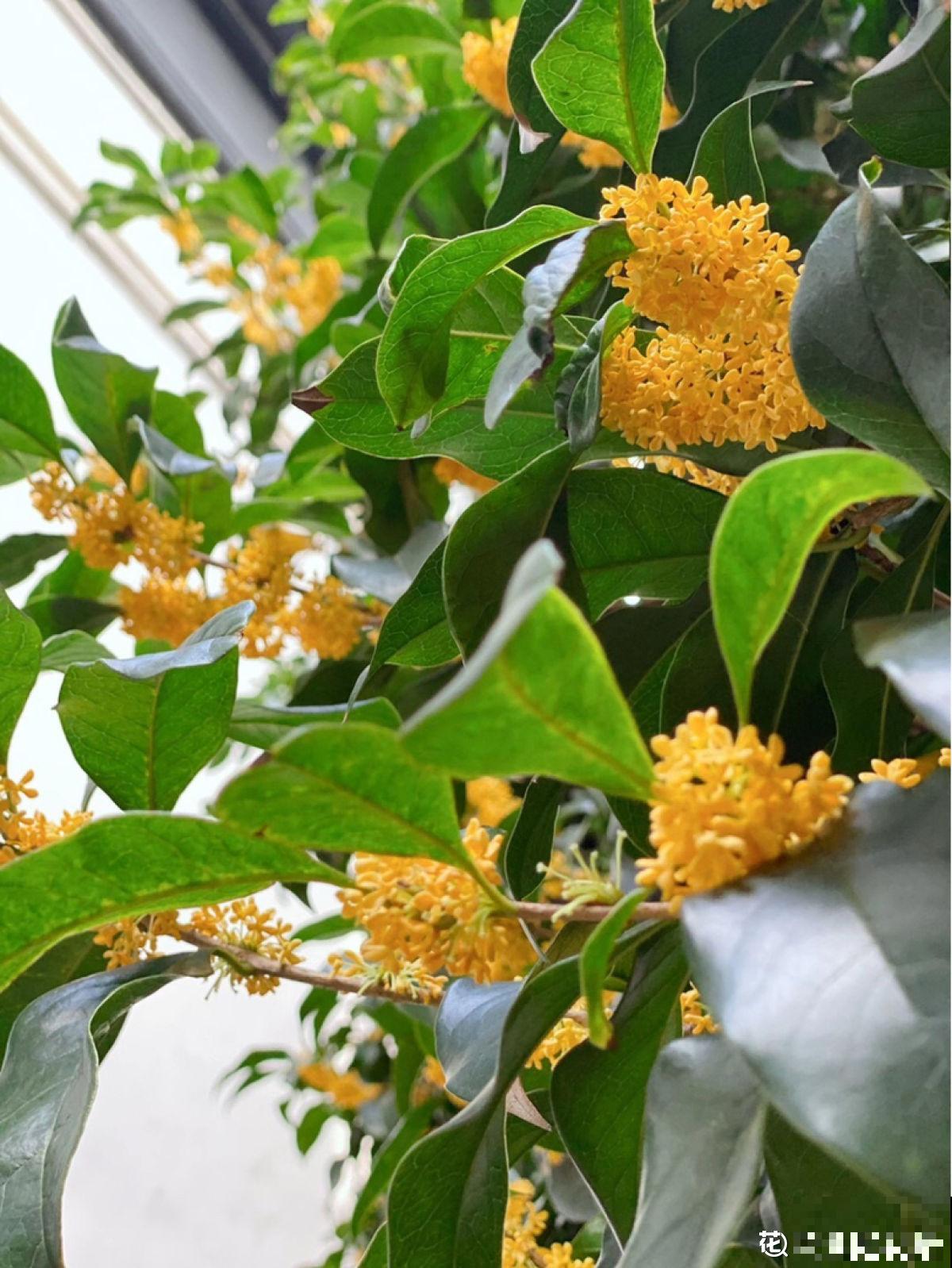 老中医爱养的4种花，堪称植物“百宝箱”，养人养身心