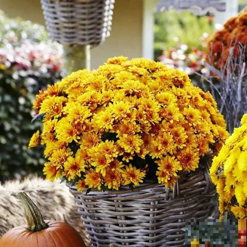 掌握5个步骤，球菊秒变开花机器，花期四季不停