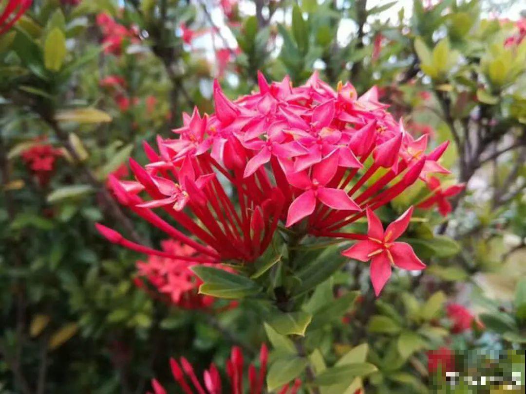 6种花，不怕太阳晒，太阳底下嗖嗖长个儿