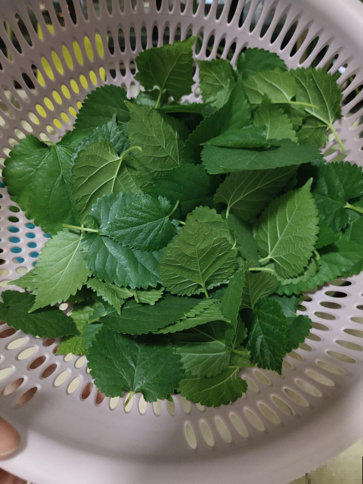 惨！实物美如画，只因名字晦气而不被待见的植物