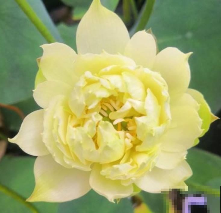 好不容易长出花苞，居然“消苞”了，太心疼