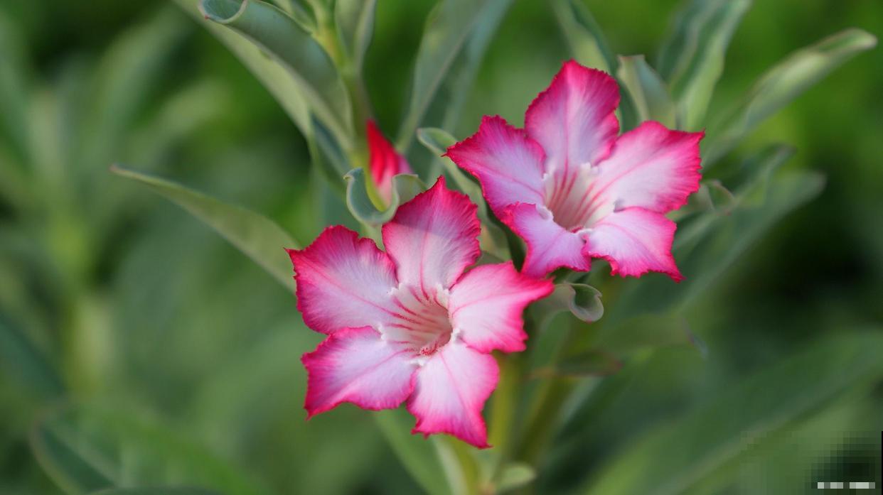 不怕渴的三种花，少浇水也能开花，长得还特旺