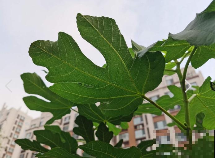 自己动手,院子里种无花果,省钱还放心 自己动手,院子里种无花果,省钱还放心