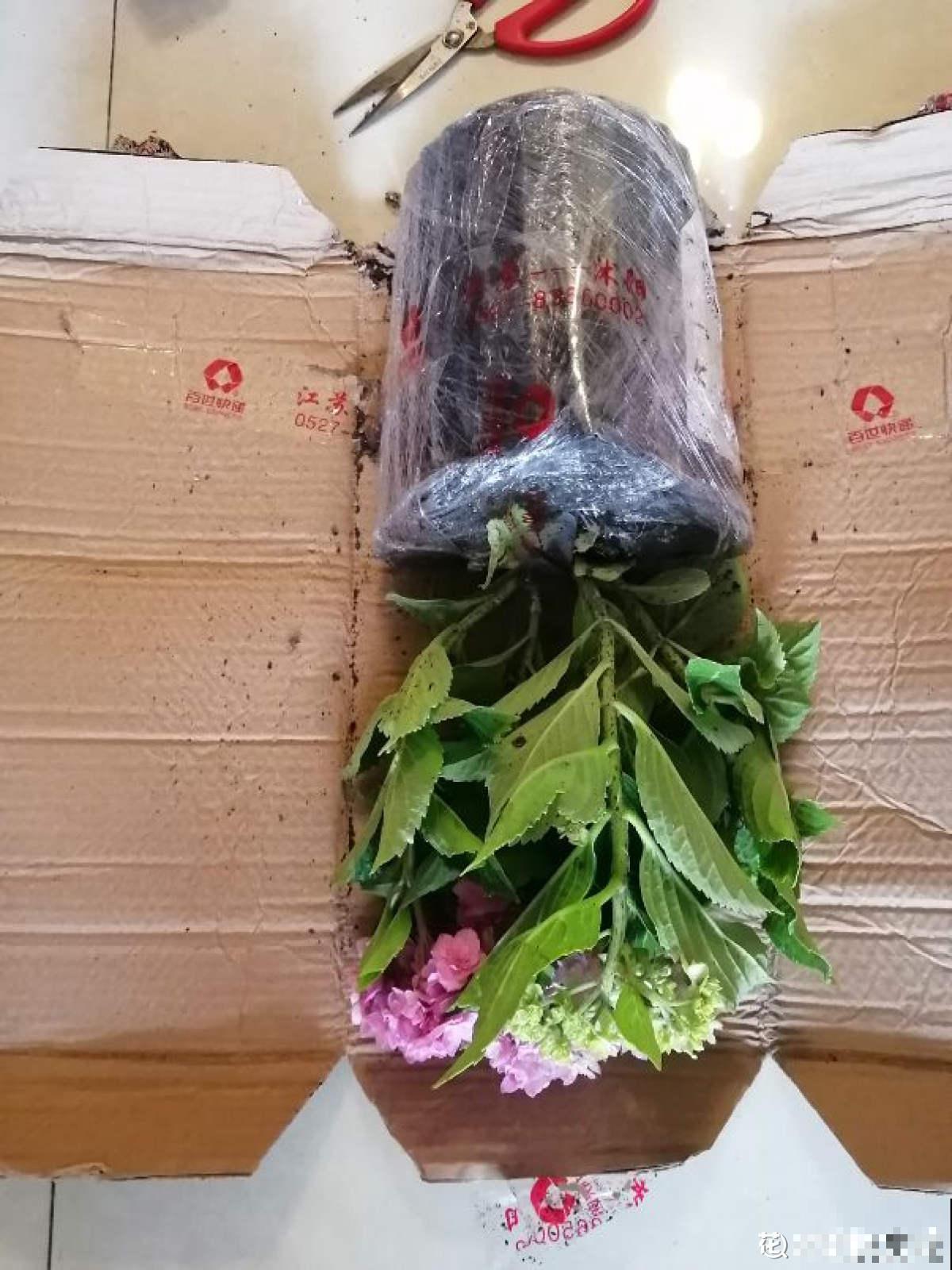 网购的花,拿到手后做4步,很快恢复状态 网购的花,拿到手后做4步,很快恢复状态