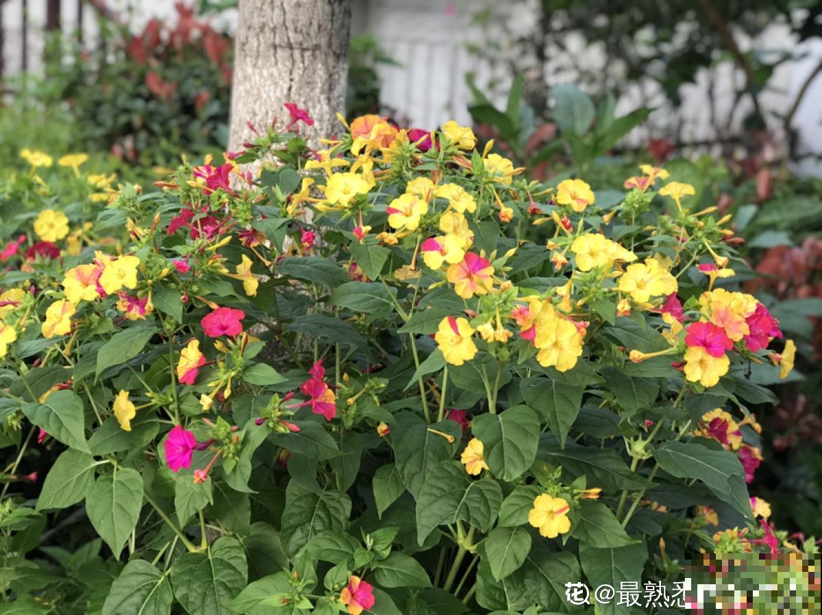 完美“蜕变”的4种花，名字太难听，开花美翻天