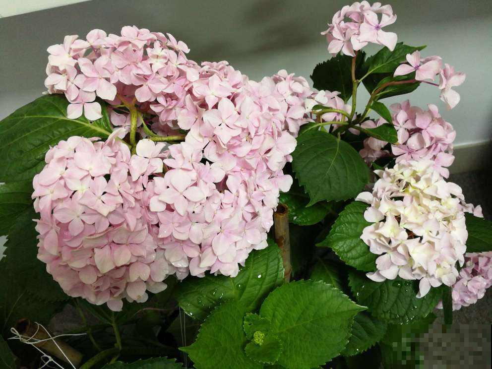 绣球花开花没动静，只差这两下修剪，就能让绣球花轻松爆盆！